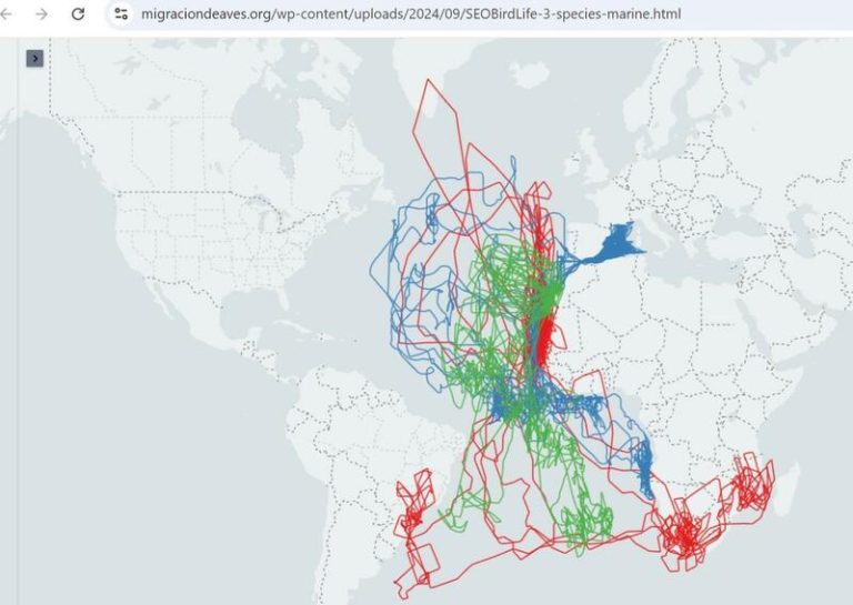 Las asombrosas rutas de las aves migratorias ya son públicas y accesibles