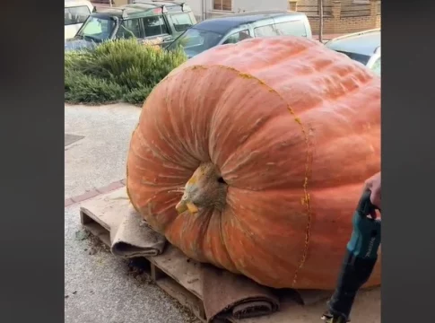 Calabaza gigante Calabaza gigante