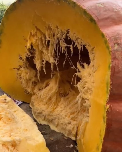 Hoy, en lo nunca visto: una reportera se mete dentro de una calabaza gigante 2 Calabaza gigante por dentro