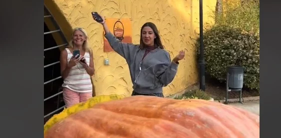 Hoy, en lo nunca visto: una reportera se mete dentro de una calabaza gigante 3 Calabaza gigante y periodista