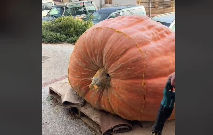 Hoy, en lo nunca visto: una reportera se mete dentro de una calabaza gigante