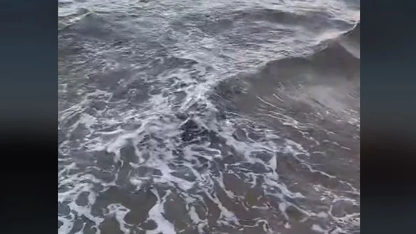 Unas impactantes criaturas han aparecido en una playa de Gijón