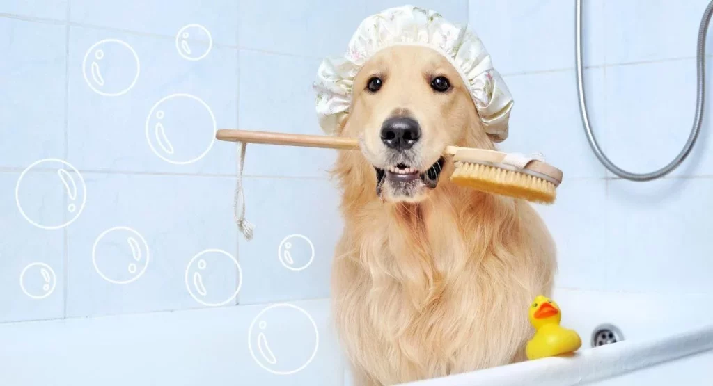 Cuida la higiene y alimentación