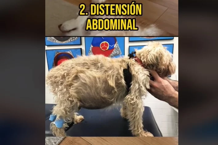 Distencion abdominal en los perros