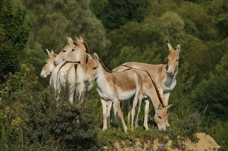 El papel de los zoológicos en la conservación