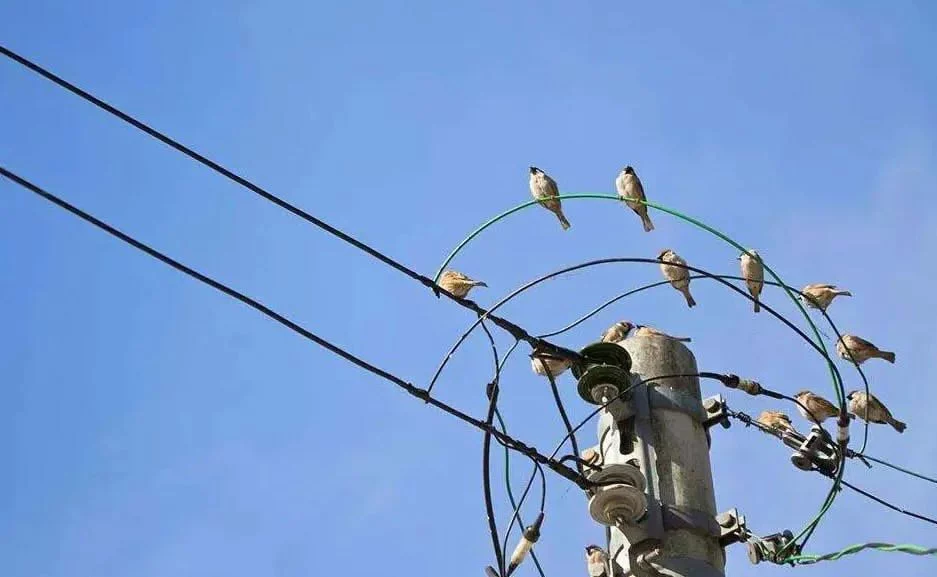 El peligro para aves más grandes