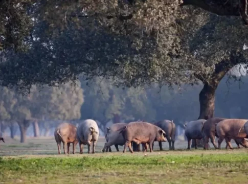 El sector porcino español busca nuevos mercados para minimizar el impacto de las medidas chinas (GOOGLE NEWS) El sector porcino español se prepara para diversificar la estrategia comercial para esquivar el castigo de China