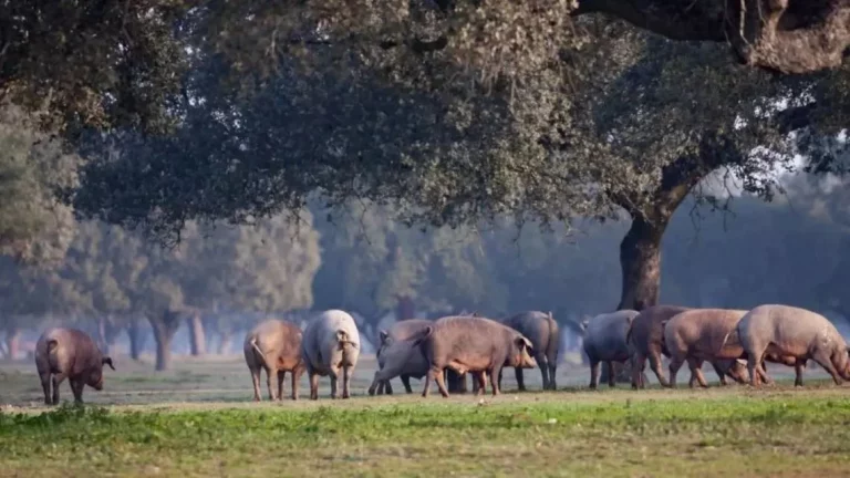El sector porcino español se prepara para diversificar la estrategia comercial para esquivar el castigo de China