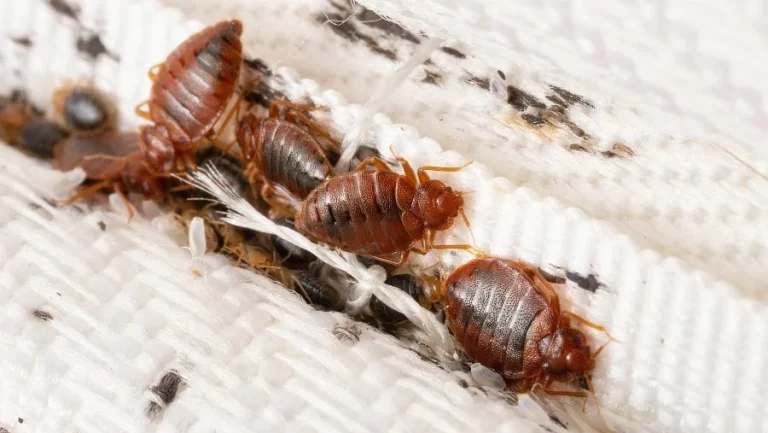 Muchísimo cuidado: las chinches amenazan invadir tu hogar pronto si no lo previenes