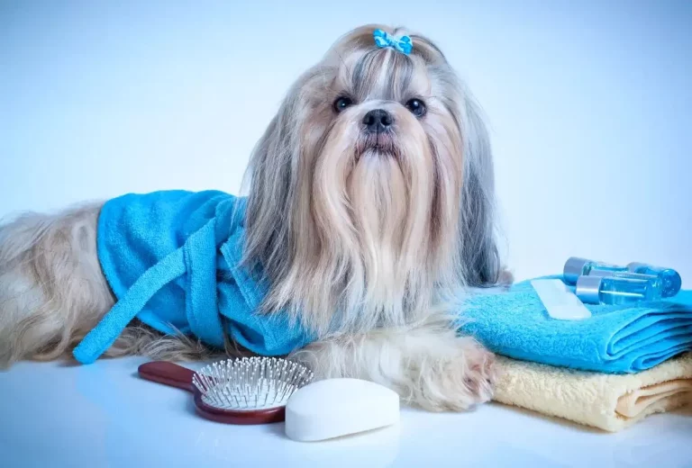 No más pelo enredado, este es el producto casero que necesitas para el cuidado de tu mascota