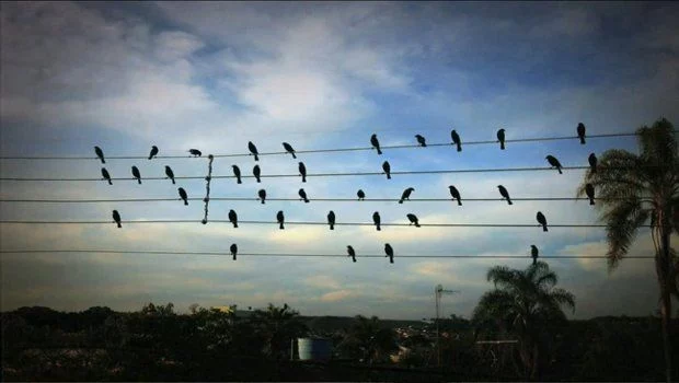 Por qué los pájaros no se electrocutan en los cables de alta tensión