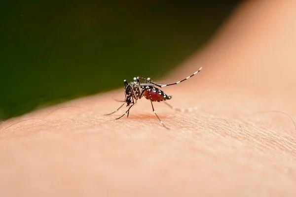 Tipo de sangre O: el favorito de los mosquitos
