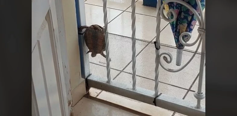 Tortuga se escapa