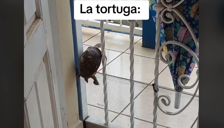 Tortuga viral en tiktok