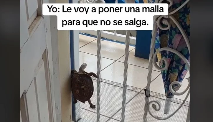 El increíble vídeo de una tortuga saltando vallas como si fuera otro animal