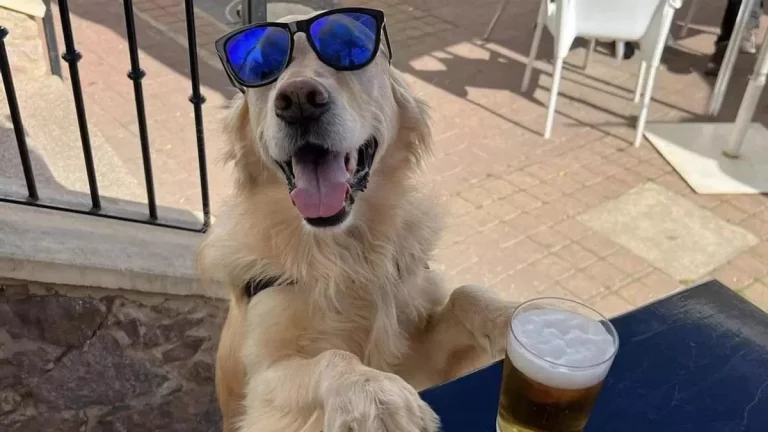 Una mascota se ha convertido en influencer y tiene hasta línea de moda propia