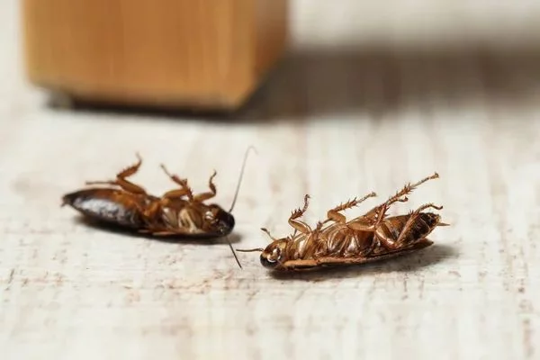 Una señal de infestación o problema en el hogar