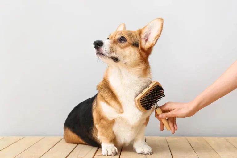 Así tienes que cepillar a tu mascota para evitar que se le caiga el pelo en casa