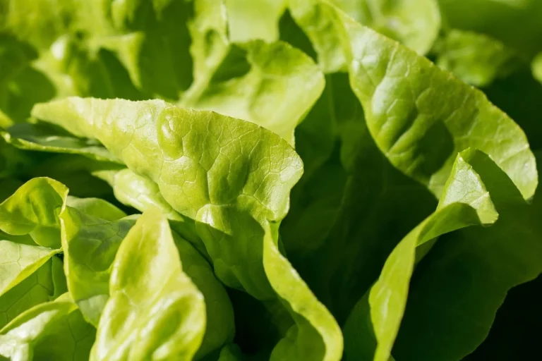 Investigadores españoles crean una super lechuga rica en antioxidantes, inmunoestimulantes y potenciadoras de la memoria