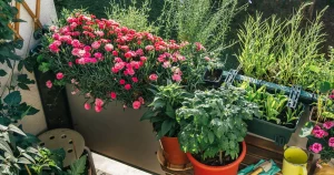 Las plantas de otoño de Lidl: tendencia en septiembre y fáciles de cuidar
