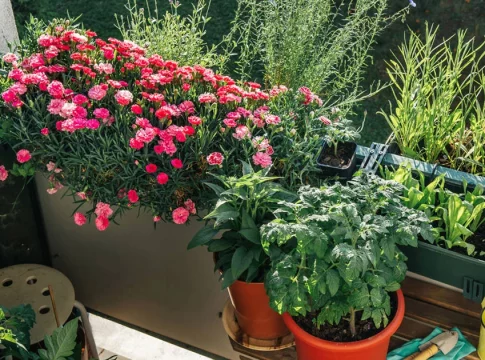 Las plantas de otoño de Lidl: tendencia en septiembre y fáciles de cuidar Las plantas de otoño de Lidl: tendencia en septiembre y fáciles de cuidar
