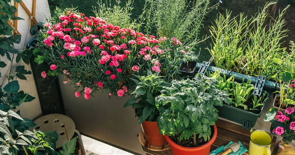 Las plantas de otoño de Lidl: tendencia en septiembre y fáciles de cuidar Las plantas de otoño de Lidl: tendencia en septiembre y fáciles de cuidar