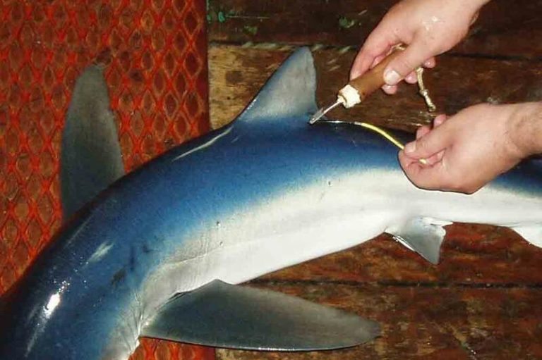 Recapturan en Galicia a un tiburón marcado hace seis años y premian a un pescador