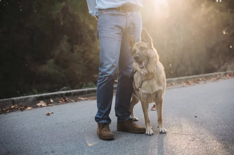 Adiestramiento de perros en Madrid: lo que tu mascota necesita para ser su mejor versión