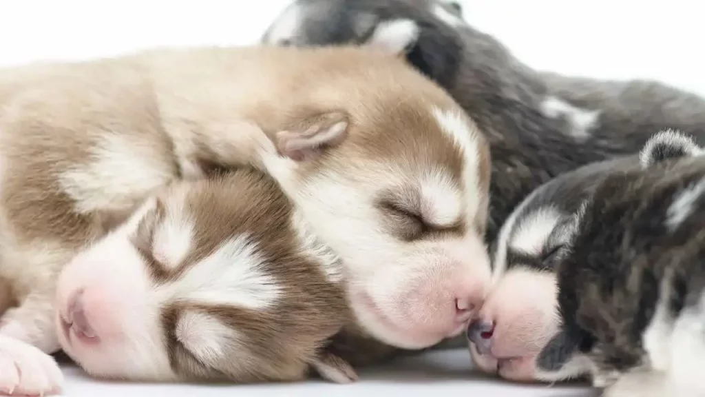 Alternativas responsables para adquirir mascotas