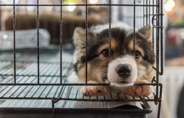 Desde esta semana, multas de hasta 200.000 euros por comprar animales en tiendas
