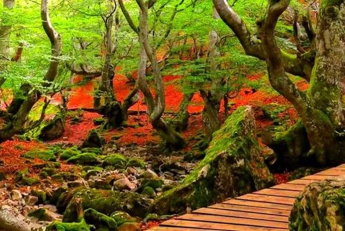 Faedo de Ciñera, un bosque español centenario con el título de 'Mejor Cuidado de España'