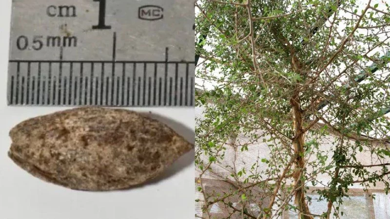 La búsqueda de un pasado perdido