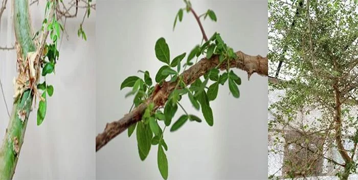 Los científicos resucitan un árbol bíblico de 1.000 años