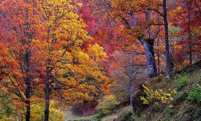 Naturaleza en estado puro