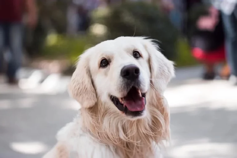 Nace el primer comparador de seguros de mascotas