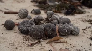 Por qué están apareciendo misteriosas bolas negras en las playas de Sídney, Australia