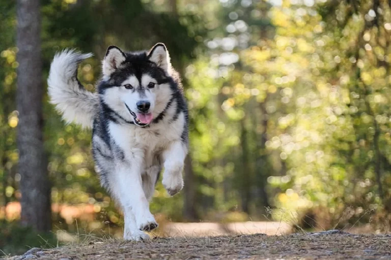 Residencias caninas de larga estancia: un servicio en auge