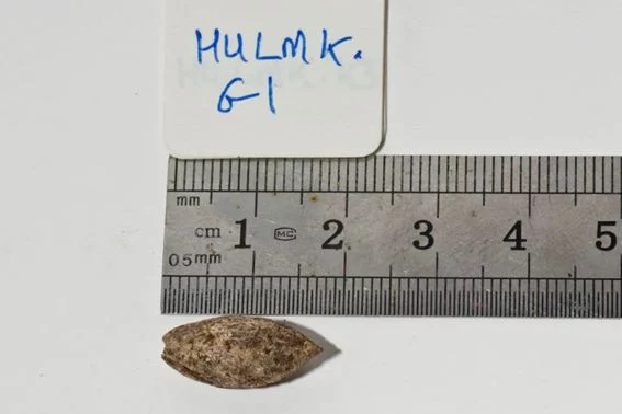 Un árbol con historia y propiedades medicinales