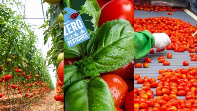 Azura se consolida en el top 10 de proveedores de fruta y verdura de Francia