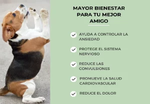 CBD para perros mayores con movilidad reducida: qué respalda la evidencia y por qué el veterinario es el primer paso