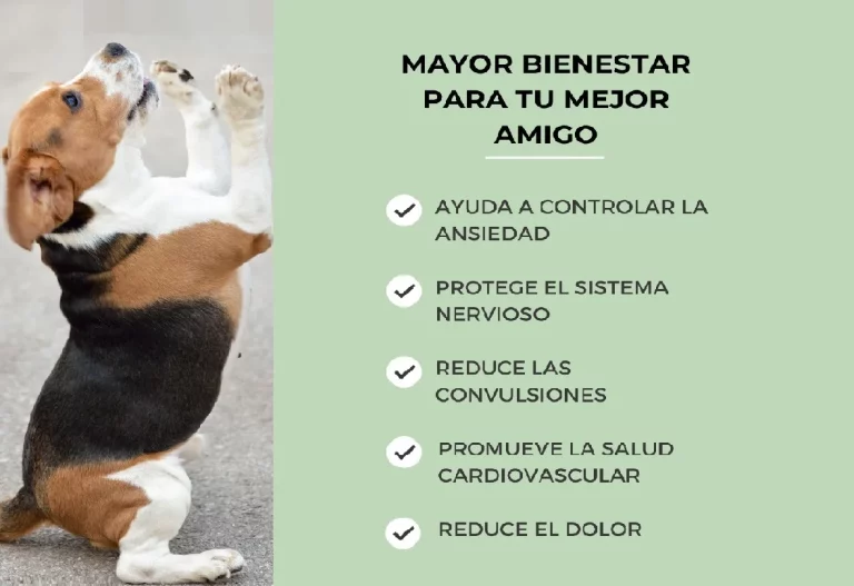 CBD para perros: cómo mejora la salud y bienestar de tu mascota