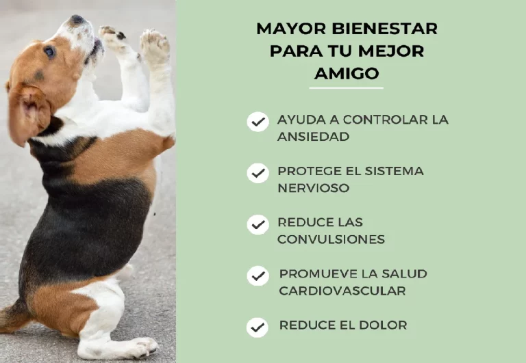 CBD para perros mayores con movilidad reducida: qué respalda la evidencia y por qué el veterinario es el primer paso