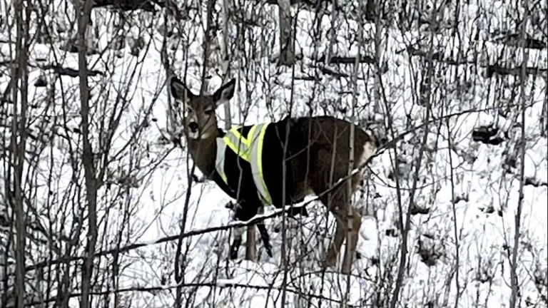 El confuso vídeo de un ciervo con chaleco reflectante cruzando la carretera