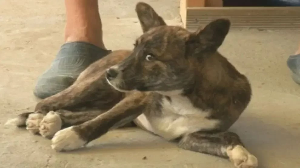 Recuperación y una vida casi normal