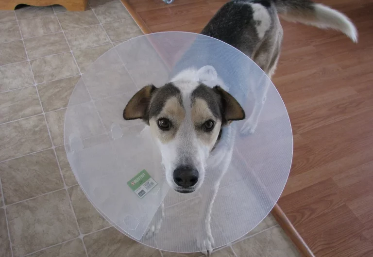 Seguro para animales: ¿cómo seleccionar la opción ideal?