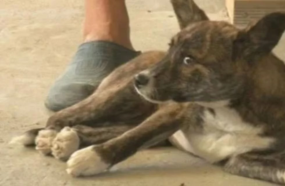 Un trágico accidente y una tumba prematura