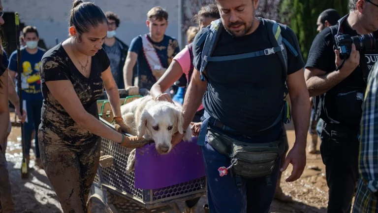 El llamamiento de ayuda para los animales y las protectoras afectadas en Valencia