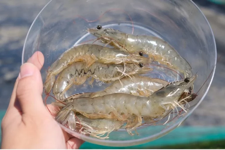 Sí, las gambas tienen el corazón en la cabeza