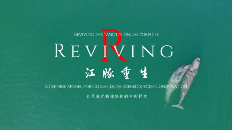 La Radio y Televisión de Hubei lanza un documental sobre el Delfín sin aleta del Yangtsé