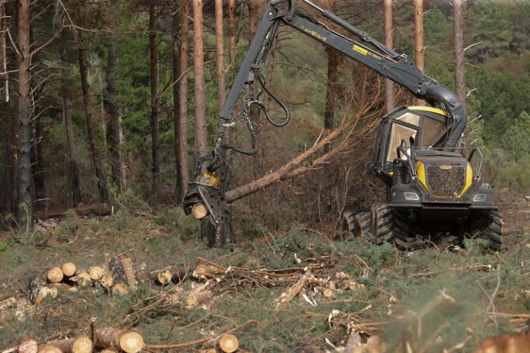 Ingenieros de Montes critica la "restrictiva" ley europea sobre gestión forestal: "No entiende el monte mediterráneo"
